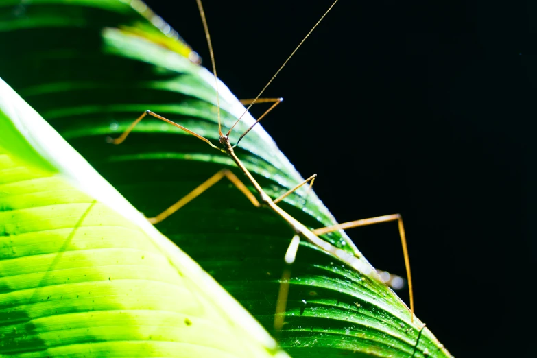 a grasshopper is standing on the underside of a green leaf