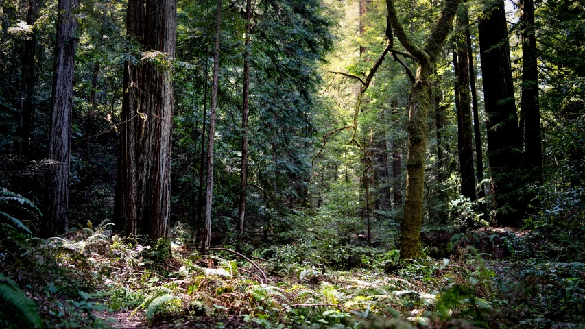 the forest with many large trees is very dark