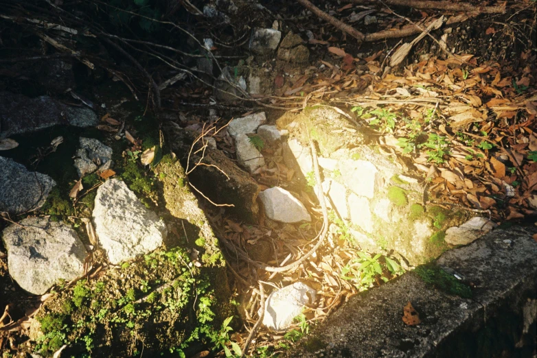 a path with some rocks and grass near rocks