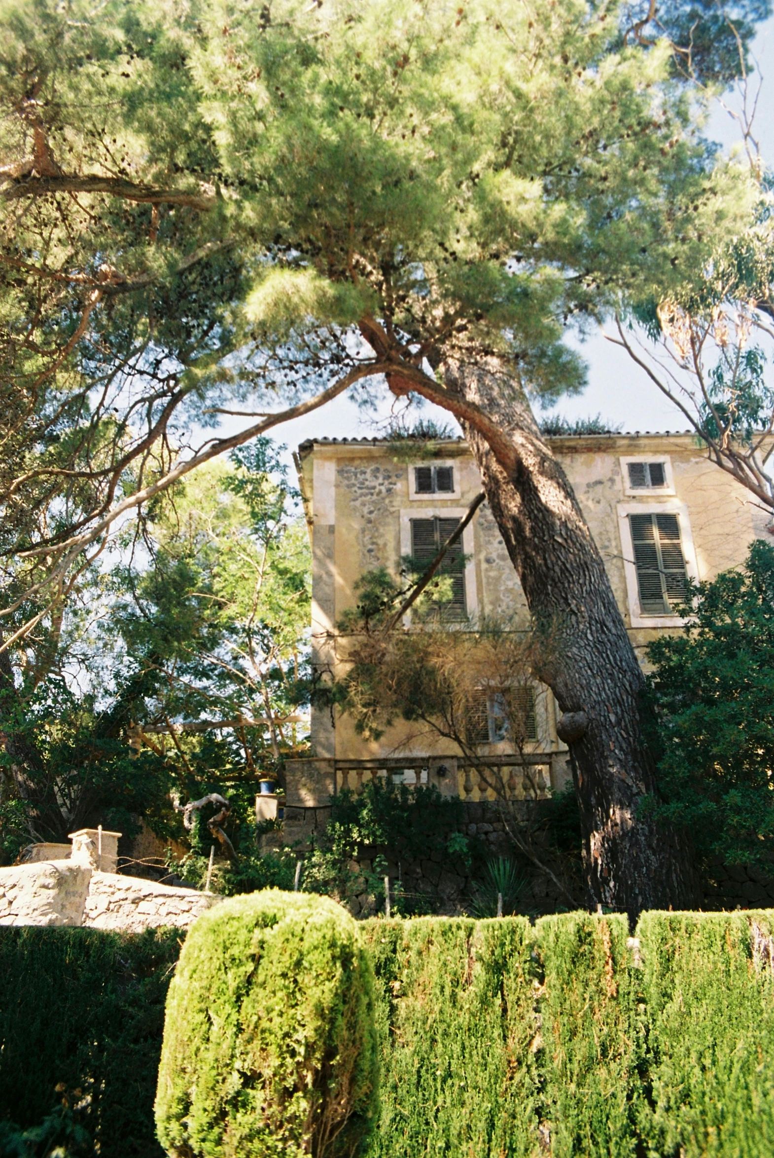 the building is very large and has many trees