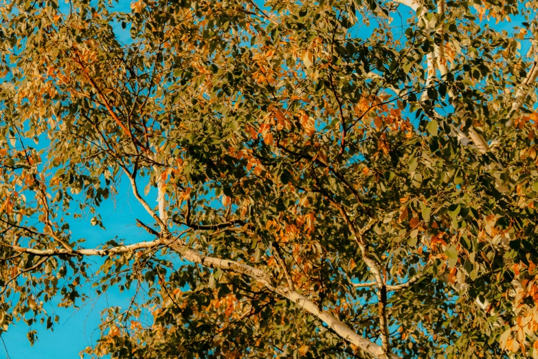 an image of tree nches and leaves with blue sky in the background