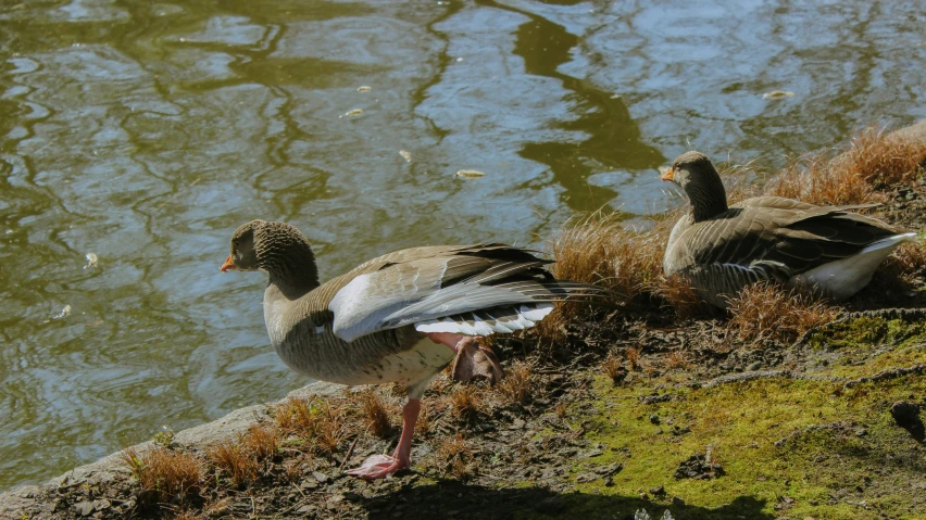 three ducks are standing next to a body of water