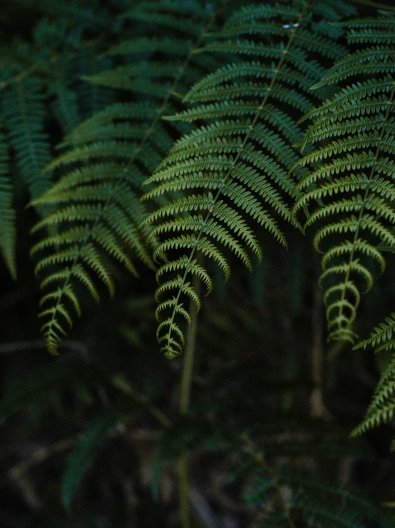 a close up of leaves that are very green