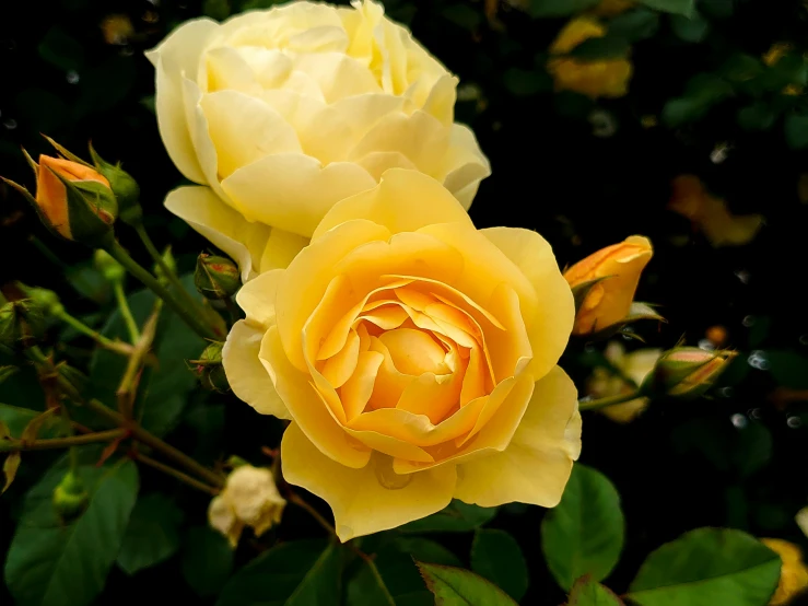 two yellow roses blooming in the sun near some leaves