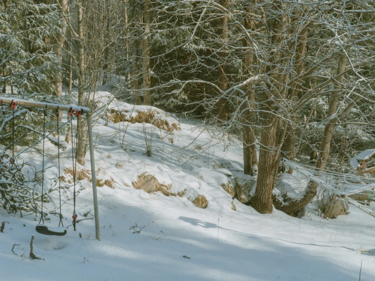 a view of snow covered area, including trees, nches and a wire