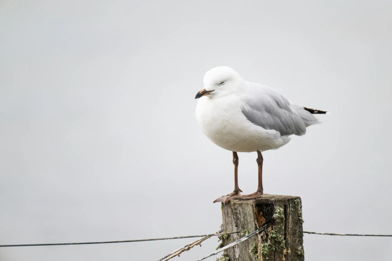 there is a seagull that is standing on top of a post