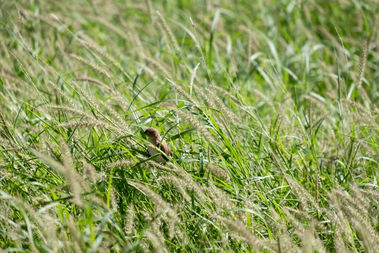 a bird that is standing in the grass