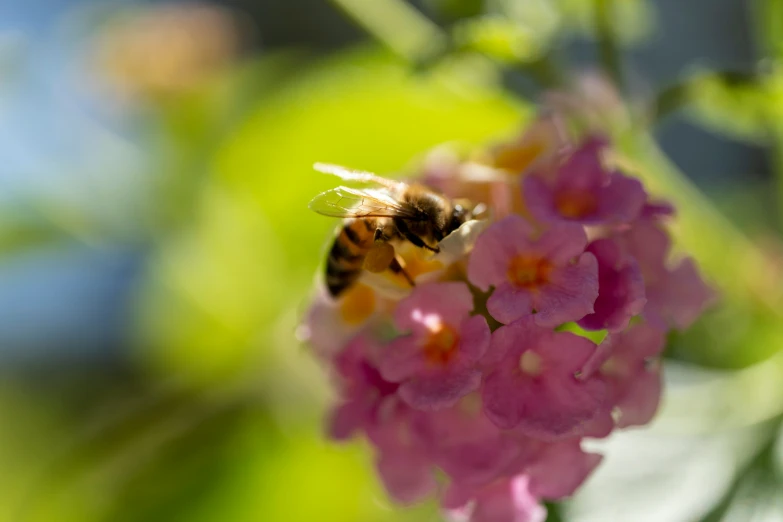 a bee with its head on top of some pink flowers