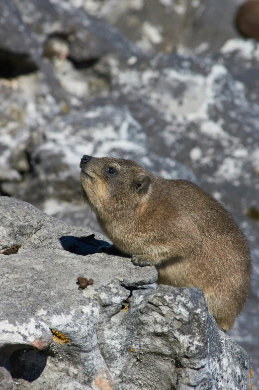 a large brown animal sitting on top of a rocky slope