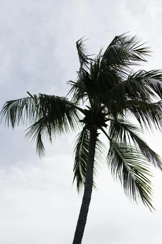 a palm tree standing on a beach with some clouds in the background