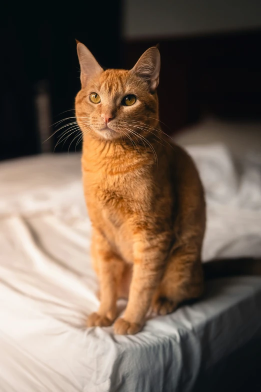 the cat sits on the edge of a bed and looks into the camera