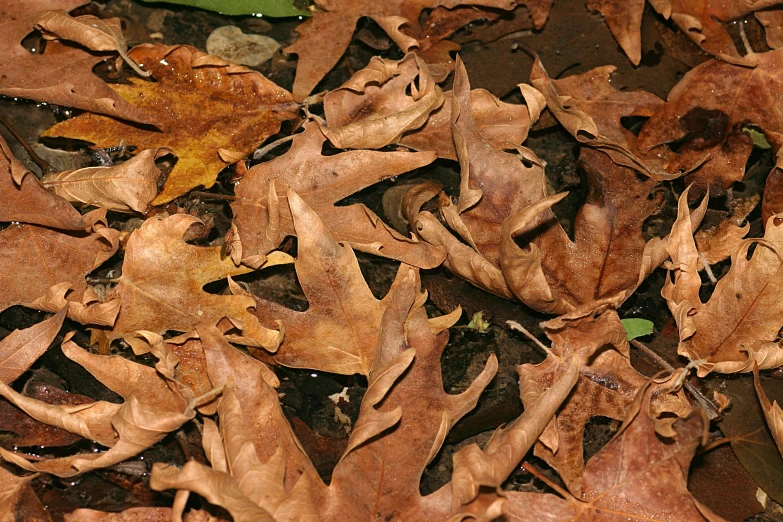 the brown leaves on the ground are dying