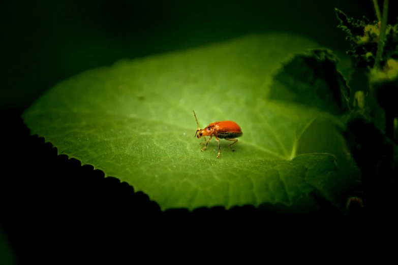 the bright red bug is crawling across the green leaf