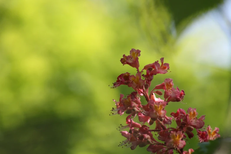 the flower is showing it is red with green leaves