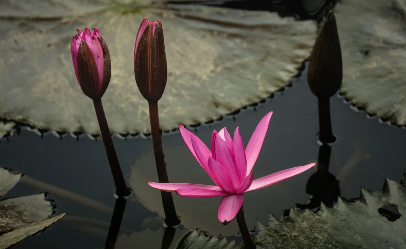 pink flowers in the water and leaves surrounding them