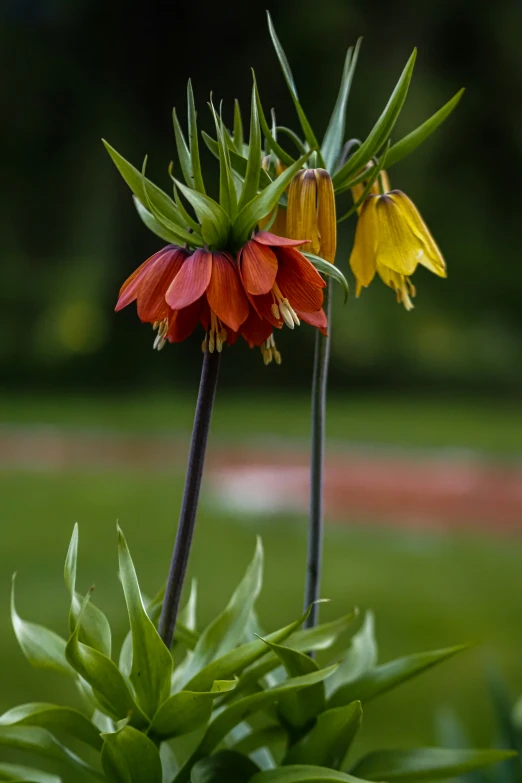 two different flowers growing out of some very long stems