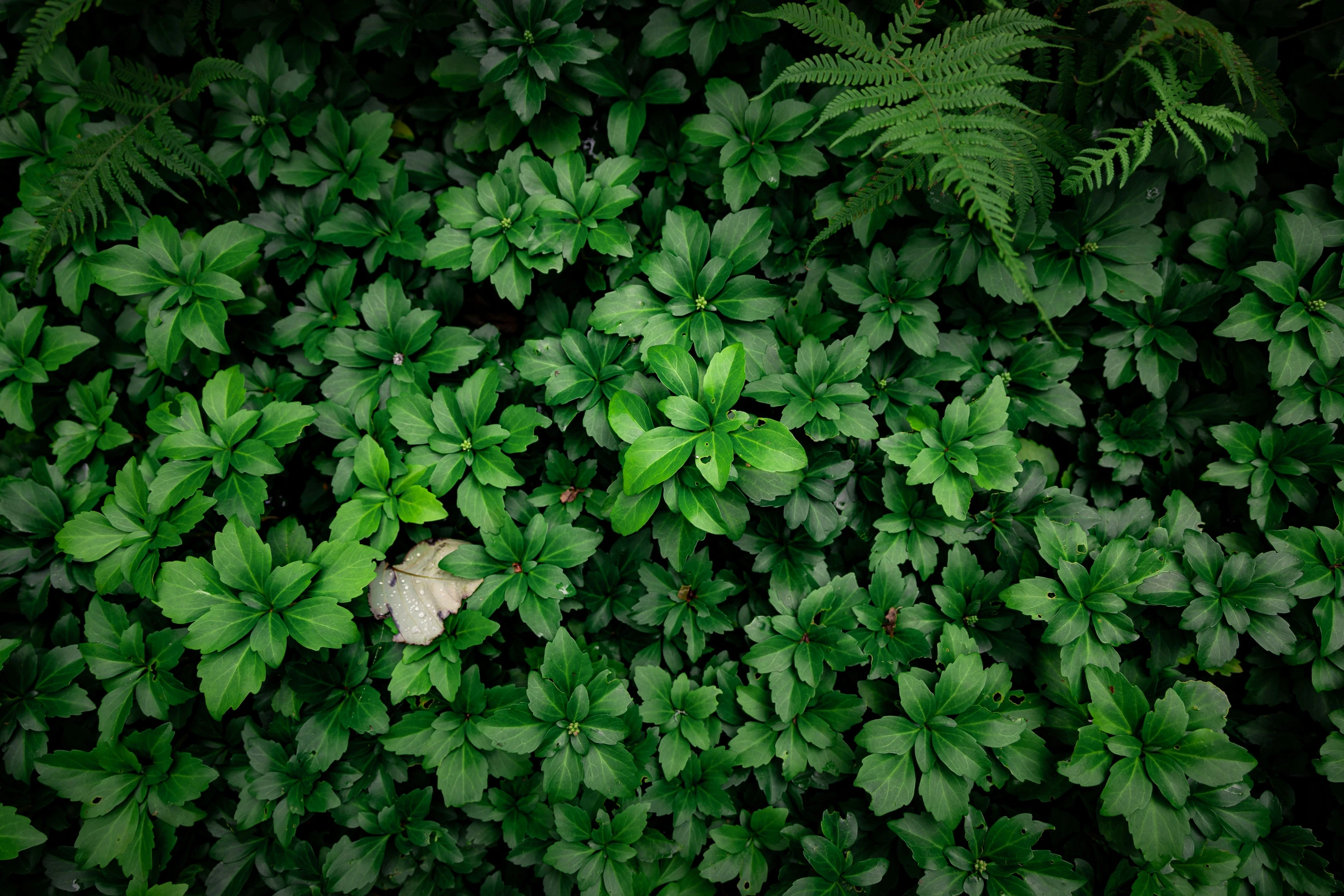 some green plants with green leaves