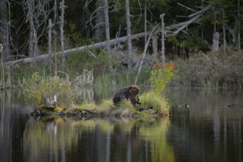 a bear stands at the edge of a pond with vegetation