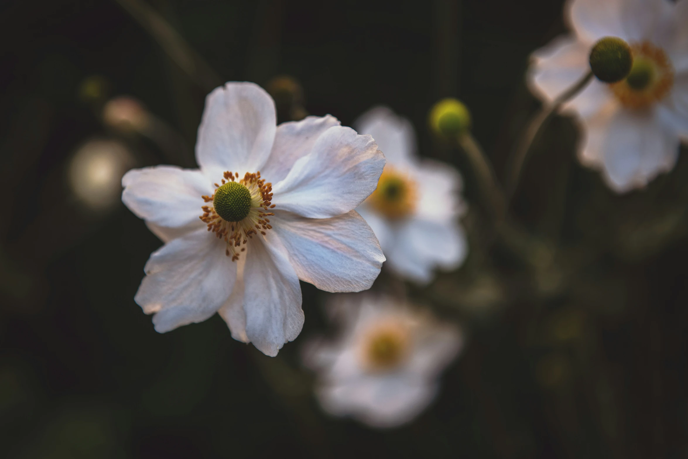 a white flower with the petals budding off, with dark background