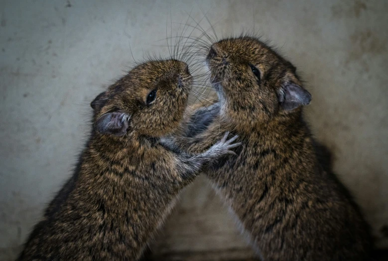 two hamsters on one another looking at each other