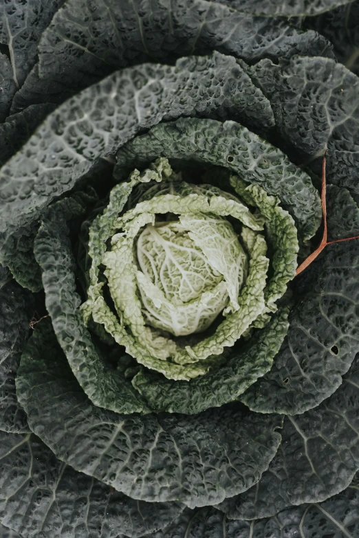 this is a view of a very close up cabbage