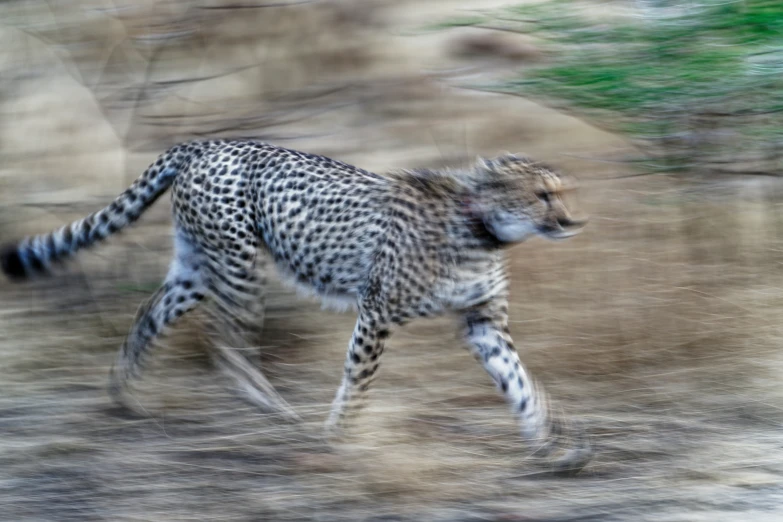 a cheetah running away from the camera in motion