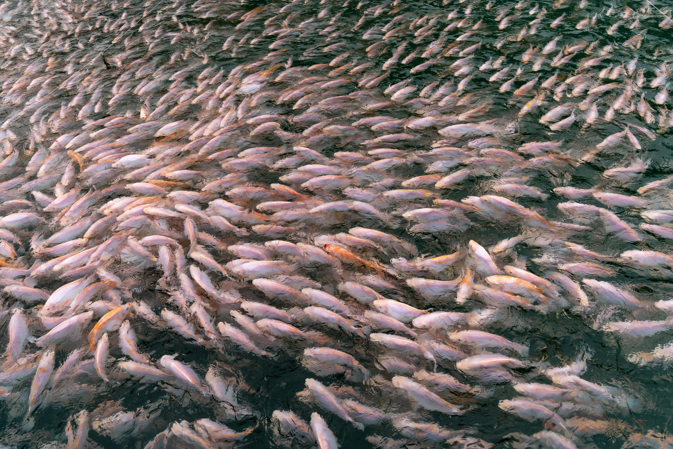 a large amount of fish scattered together in a body of water