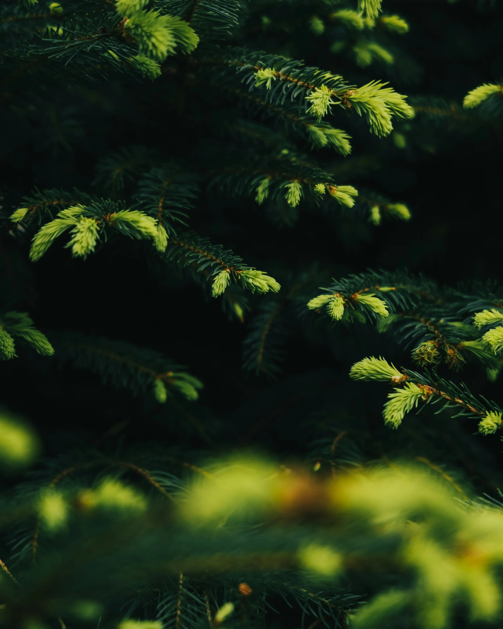 pine needles are blurry and lightening