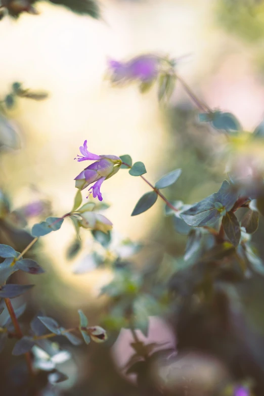 a green and purple flower in the middle of some nches