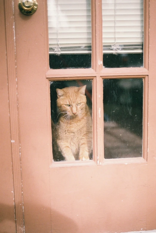 a yellow cat looking out the window of a red building