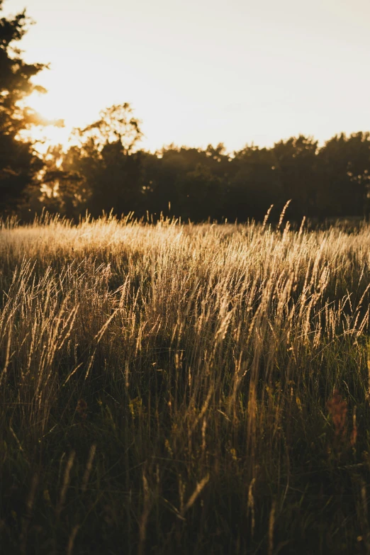 a field with tall grass is seen at sunset