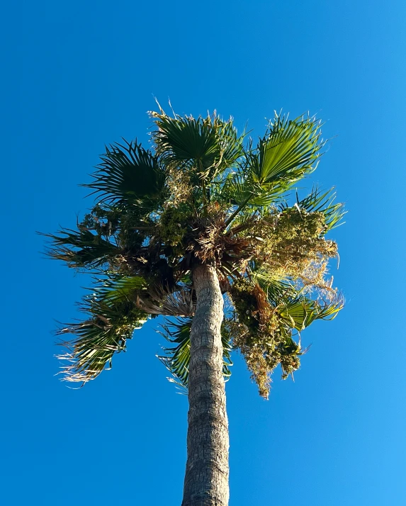 a palm tree is shown with blue sky in the background