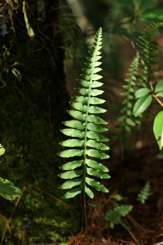 a fern plant growing out of the ground