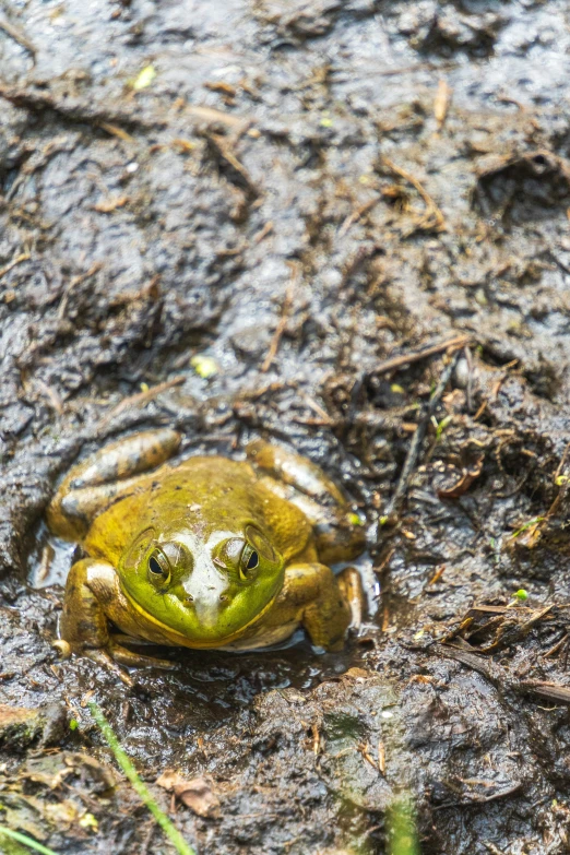a green frog with a white belly sitting on the ground
