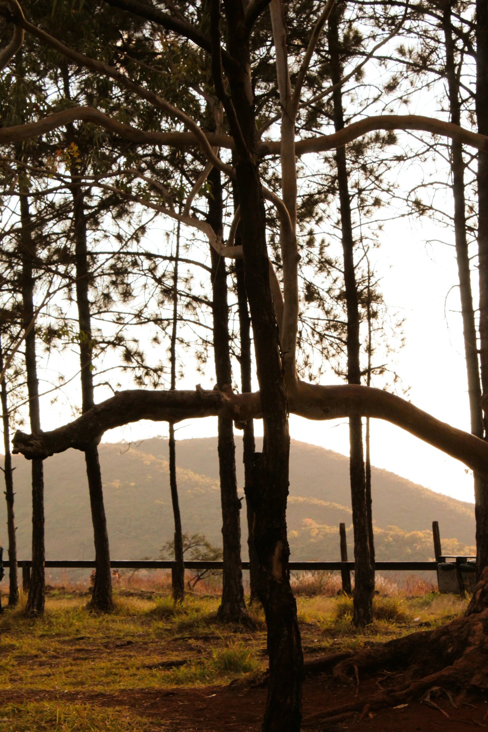 a fenced in area near many pine trees