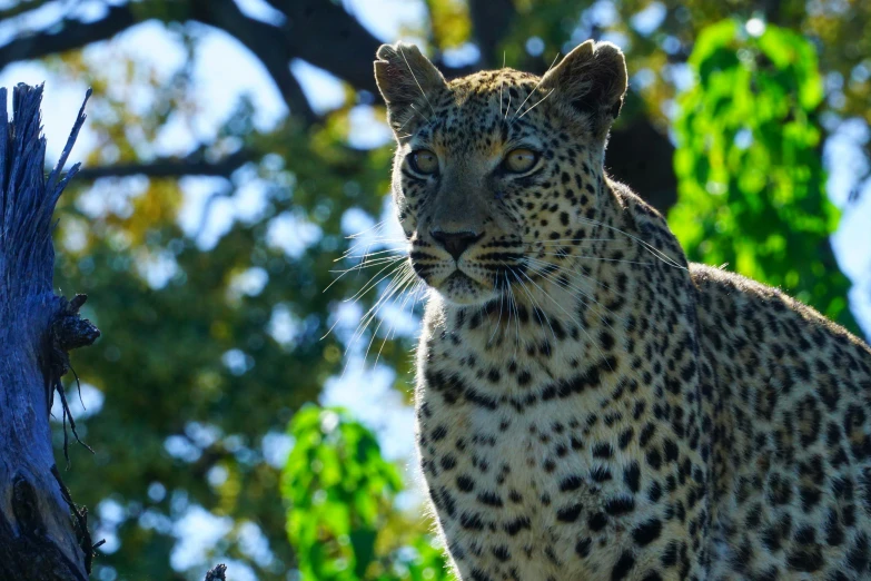 a leopard in the wilderness looks away from the camera