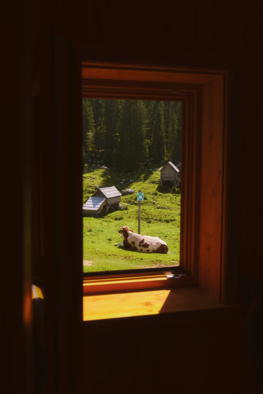 an animal laying in a grassy field with tents in the background