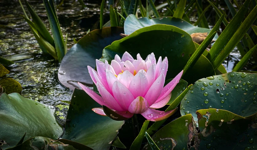 a close up of a pink flower surrounded by greenery