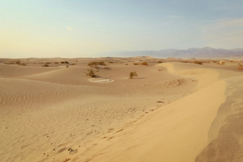 a horse in the middle of a sandy field