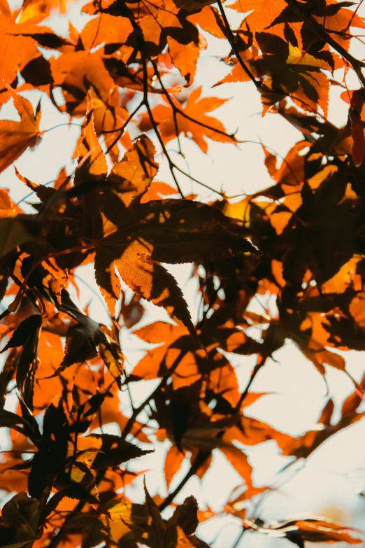 the leaves on the tree are very orange