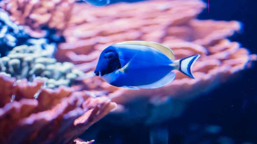 an aquarium scene with a fish and a group of corals