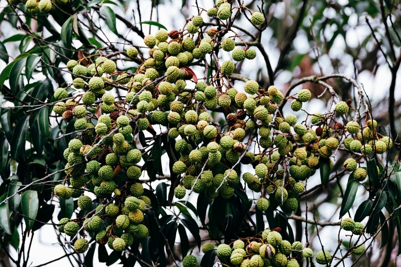 a green tree filled with lots of fruits