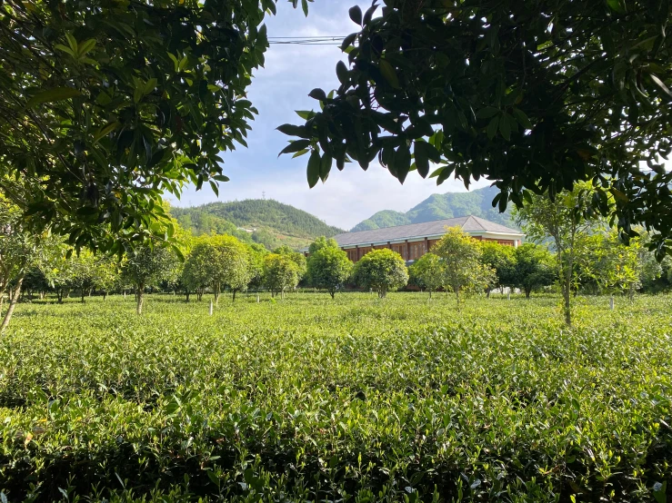 a small house sits in the distance above a field