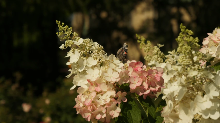 white and pink flowers with a blue fly sitting on them