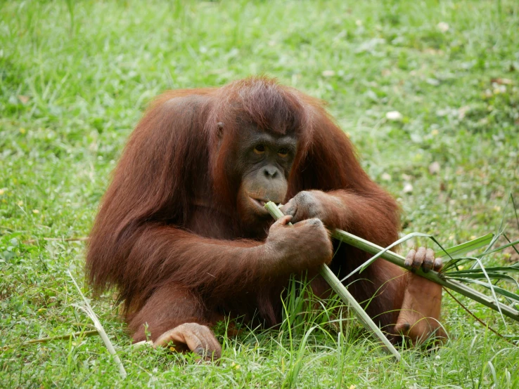 a very large and cute brown animal sitting in the grass