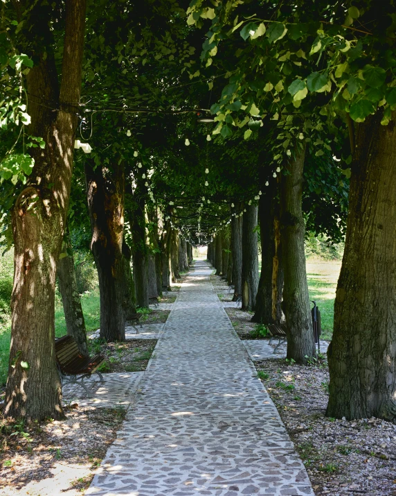 a path lined with lots of trees in the middle of the day