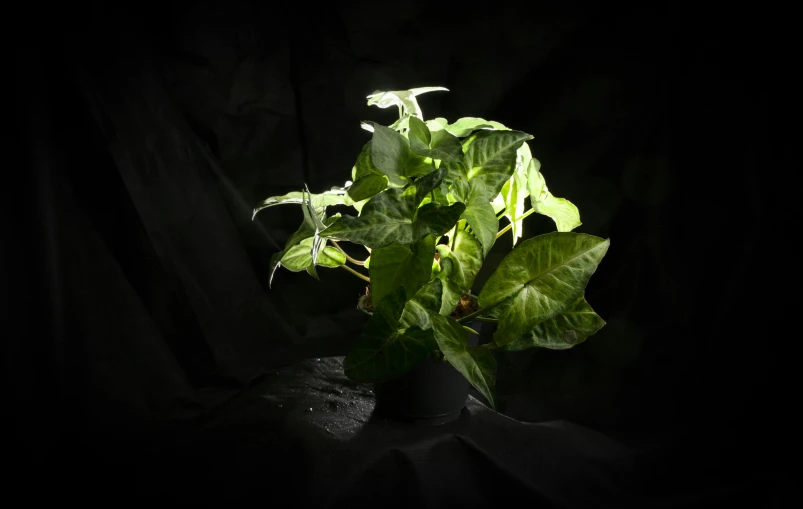 a green plant is sitting in a small vase