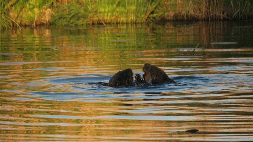 a couple of bears are in the water