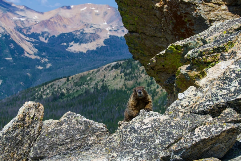 a bird sitting on a large rocky mountain