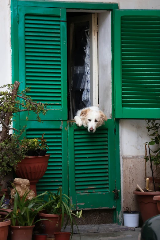 a dog hanging out the window of an old building